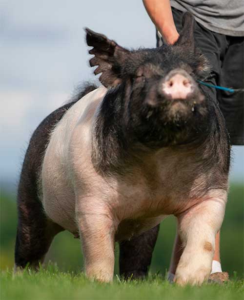 Last Bottle Heimer Hampshires