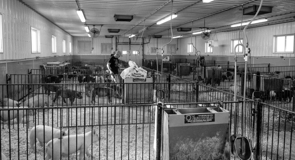 Heimer Hampshires Taylor, MO